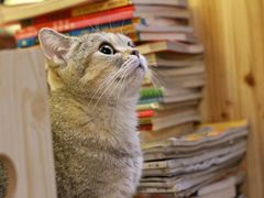 -猫色咖啡·猫咖