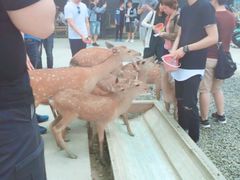 -鹿境梅花鹿生态园区