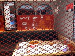 -杨氏青龙虾·羊蝎子(托乐嘉店)