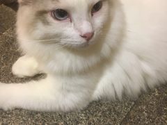 -more than meow吴止猫主题餐厅(承德 中船汇店)