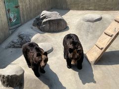 -东方熊牧场
