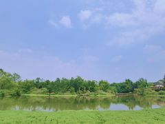 -桤木河湿地公园