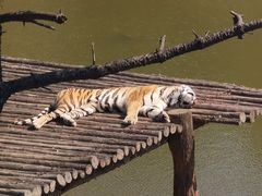 -西霞口神雕山野生动物世界