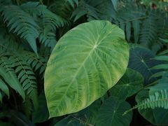 -国家植物园南园