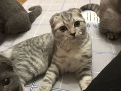 -康乐宝动物医院