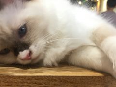 -藏猫猫咖啡主题馆(中央大道店)