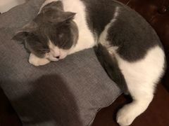 -共舞时光猫咖·狗咖(新街口店)