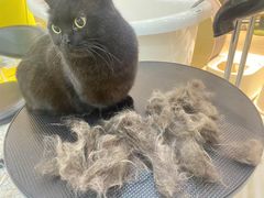 -momokira米努特·德文卷毛猫·棉花面纱犬