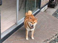 -柴犬高等学院·狗咖·柴犬售卖·宠物训练