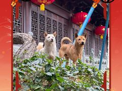 -龙华寺