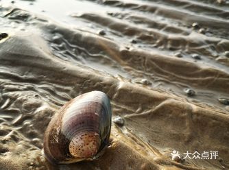 今年最后一次西小磨赶海