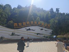-西双版纳原始森林公园