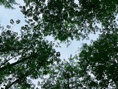 -合肥滨湖国家森林公园