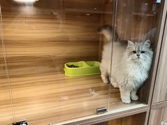-猫十亿·布偶金渐层·曼基康矮脚猫舍(青年路店)