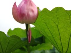 -陈家山荷花公园