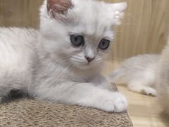 -屋虎猫馆(宝安大仟里店)