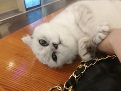 -猫小院猫主题餐厅(三里屯店)