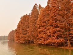 -上海海湾国家森林公园