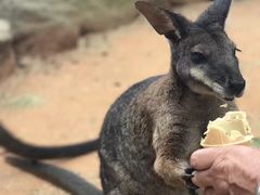 -费瑟代尔野生动物园