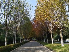 -大渡口区义渡公园