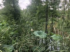 -同里国家湿地公园