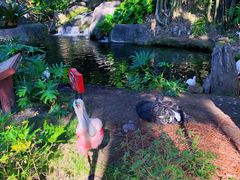 -奥兰多迪士尼动物王国乐园