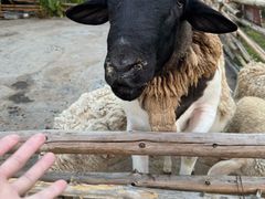 -芭厘·农庄老字号.电饭煲五指毛桃焗鸡
