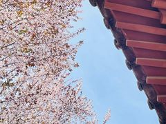 -西安青龙寺遗址景区