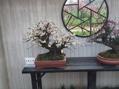 -香雪海