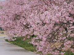 -天适樱花悠乐园