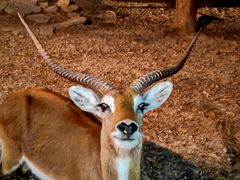 -清迈夜间动物园