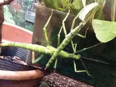 -上海大自然野生昆虫馆
