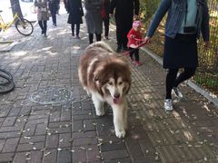 -三里屯东五街银杏大道