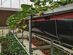 -建德果蔬乐园绪塘草莓基地