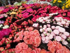 -双季花艺园艺市场(浦东店)
