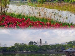-江心屿景区