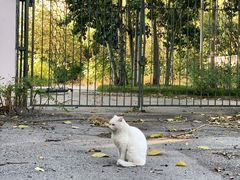 -三里屯东五街银杏大道