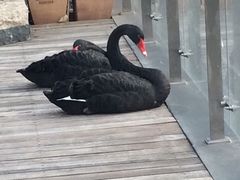 -行者书屋大堂吧 ·下午茶(南京圣和府邸酒店)