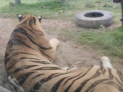 -西霞口神雕山野生动物世界
