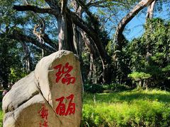 -瑞丽独树成林风景区