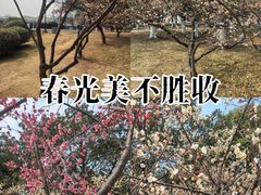 -中央公园(苏州工业园区)