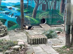 -中国大熊猫保护研究中心雅安碧峰峡基地