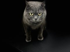 -爱洗澡的猫(天河路店)