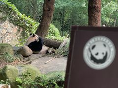 -都江堰中华大熊猫苑