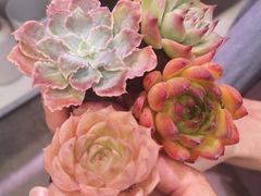 -名创优品(广东东莞东城万达2店)