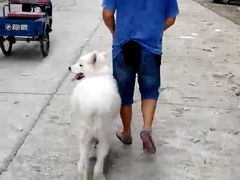 -如家宠物家庭式寄养训练