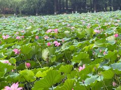 -湖滨客舍·湖北菜