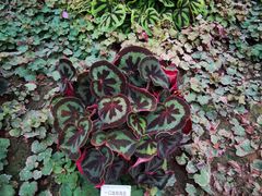 -石家庄市植物园