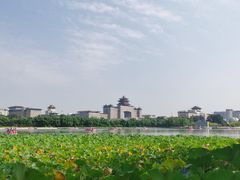 -莲花池公园