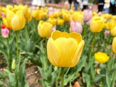 -石家庄市植物园